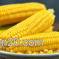 Juicy Corn on the Cob: How Long to Cook for Perfect Bites!